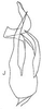 Aedeagus, lateral view on Cumora (Cumora) macilenta (Linnavuori, 1959): Aedeagus, lateral view. (Observation).