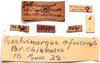 CollectionObject 2706321; CNMS 6, CNMS 6, b14902b8-2334-4a0b-9e82-91bc20de013c: label. cotype. (CollectionObject).