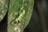 FieldOccurrence 3520; 9effd389-b0e0-4a0c-9749-b9ea3e8c027f; Brazil: Rio de Janeiro
Teresópolis, Parque Nacional da Serra dos Órgãos. Sede, 2019/08/09-2019/08/11
Pedro Souza-Dias, Adriano Siqueira, João Lima: immature. (FieldOccurrence).