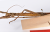 CollectionObject 1563553; d559af2a-ad80-4c43-b24c-7bb8cd2c11b1: copyright ZMHB, Berlin. female: head & thorax, ventral view (syntype). (CollectionObject).