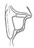 Pg. 106, Fig. 46 (after allotype). male, stridulating field of tegmina. Depicts Arethaea carita Scudder, 1902, an Otu.