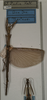 CollectionObject 1562047; NMW 1068', a7ca75d3-cb21-4736-b250-1377476d9faf: copyright NMW, Vienna. female of synonym Sosibia dubia (syntype). (CollectionObject).