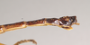 CollectionObject 1557056; a5922607-3adb-4ec4-9f31-7a4459a8d2e8: copyright Natural History Museum, London. male: end of abdomen, lateral view. (CollectionObject).