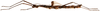 CollectionObject 1578598; 65c5b7c5-5073-473b-9c7b-3e94df8cff01: copyright ISNB, Brussels. female, lateral view (paratype). (CollectionObject).