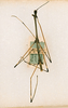 CollectionObject 1563617; fecc4446-97e8-49ae-8648-9ff11754ba63: copyright ANSP. male (paratype). (CollectionObject).