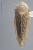 Habitus, dorsal view on Destria fumida (Sanders & DeLong, 1917): Dorsal. (Observation).