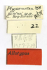 CollectionObject 1593145; 72d4f575-172b-4f1c-9e52-91a7d7e6c496: labels (allotype). (CollectionObject).