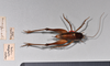 CollectionObject 1516678; ce8b1731-cce7-4142-95ee-22e0bd88638d, NHMUK015982126: female, dorsal view (holotype). (CollectionObject).