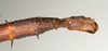 CollectionObject 1559794; db11afe5-2229-42b9-b083-ab3590fa3deb: copyright MIZ, Warsaw. female: end of abdomen, dorsal view (holotype). (CollectionObject).