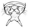 Aerotegmina shengenae Hemp, 2006: Fig. 4. male genitalia, dorsal view. (Otu).