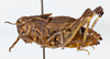 CollectionObject 1527228; 94e927c6-bc7f-4e3d-a1f1-3232246a05c5, CASENT no. 736: female, lateral view (holotype). (CollectionObject).