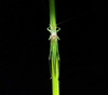 male (Brazil, Santa Vitória do Palmar, December 2020). Depicts Conocephalus (Opeastylus) longipes (Redtenbacher, 1891), an Otu.