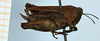 female, syntype (lateral view). Depicts CollectionObject 1506104; 44c6b8e5-291f-4e15-a731-a97e51b47c6c, a CollectionObject.