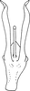 Aedeagus, ventral view on Ayubiana lantanae Ahmed, 1969: Aedeagus, ventral view. (Observation).