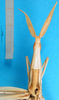 CollectionObject 1501099; 5ec2635a-366a-473d-ba56-4958ea5f0400: female, dorsal view of head and pronotum (holotype). (CollectionObject).