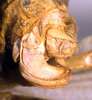 CollectionObject 1500505; 262a8b3b-6eb1-4c08-8673-c50a39858ec9: ovipositor (holotype). (CollectionObject).