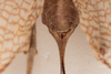CollectionObject 1505736; 6932ee7b-90c0-4342-b52e-e11960bd6fe8: female, dorsal view (syntype). (CollectionObject).