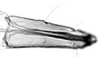 Subgenital plate.: Rostrum (URS) of A. sambuci. (Observation).
