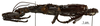 CollectionObject 1558736; 695dc27c-d78b-4c09-9608-1cde57ed85db: copyright MNHN, Paris. male, lateral view (syntype). (CollectionObject).