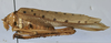 CollectionObject 1539780; 86b49412-2fe6-4e6e-a0b7-7a183eb2de32, MNHN-EO-ENSIF898: female habitus, lateral view (holotype). (CollectionObject).