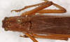 CollectionObject 1544459; d51a4213-70da-4b9a-89ef-ff2adee9484c: female, dorsal view (paratype). (CollectionObject).