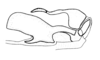 Aucacris eumera Hebard, 1929: Fig. 18. male, cingulum and endophallus, lateral view. (Otu).