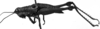 CollectionObject 1574963; 1b92b895-27a7-4483-b316-de48c7cb347b: Image Carbonell, C.S. female, lateral view. (CollectionObject).