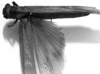 CollectionObject 1532753; 233aaa2a-57e8-4da6-9f0f-6c34c6adac59: Image Carbonell, C.S. female, dorsal view (holotype). (CollectionObject).