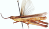 Orthochtha dasycnemis dasycnemis (Gerstaecker, 1869): as O. dasycnemis. male, lateral view. (Otu).
