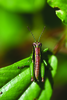 Altiusambilla modicicrus (Karsch, 1896): male (Marangu). (Otu).