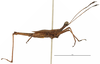 CollectionObject 1581737; f77b5920-f19e-49b0-9eca-06b839a5cf11: male, lateral view (holotype). (CollectionObject).
