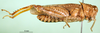 CollectionObject 1565553; 5e343dcb-e5e0-4648-9518-8d6b6fa218d6: male, lateral view (paratype of Rhachitopis ceraseus). (CollectionObject).