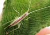 Oecanthus bakeri Collins & van Den Berghe, 2014: nymph. (Otu).
