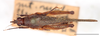 Cleostratus monocerus Stål, 1877: male, dorsal habitus, Mount Makiling, UPLMNH, scale bar: 5 mm. (Otu).
