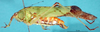 CollectionObject 1503502; 7376d0d2-dd27-4f47-b156-d7fcfc888bc8: male, lateral view (holotype). (CollectionObject).