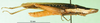 CollectionObject 1502258; 43d0cc7a-6081-4b09-884c-7f2484bba6dc: male, lateral view, paratype. (CollectionObject).