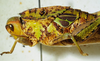 CollectionObject 1498671; c97a914b-ff0b-4ed8-9a97-1d4d3294415d: female prontum, lateral view. (CollectionObject).