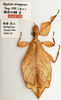 CollectionObject 1561212; d1855369-4d0b-40af-afd1-1453bc99f988: copyright CAU Beijing. female (holotype). (CollectionObject).