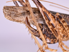 CollectionObject 1581155; 30f9cf53-5069-430f-8639-f52b6ddc6c9f: female, ovipositor (paratype). (CollectionObject).