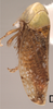 Habitus, lateral view: Habitus, lateral view. (Observation).