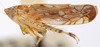 Habitus, lateral view: Scaphoideus titanus, laterally (INHS). (Observation).