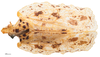 Habitus, dorsal view on Atracodes fasciculosus maculosus (Metcalf & Bruner, 1948): (Observation).
