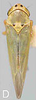 Habitus, dorsal view: !! display not done !! on Neozygina ceonothana (Beamer, 1934): Habitus. (Observation).