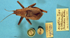 CollectionObject 1520442; dc1b4055-785a-4ef1-8230-ed8026aaa4e0: male, dorsal view (syntype). (CollectionObject).
