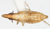 Habitus, dorsal view: !! display not done !! on Tumidagena terminalis (Metcalf, 1923): (Observation).