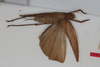 CollectionObject 1505791; b3801d44-1fe5-4103-9de9-dc2106ee58e1: female, dorsal view (syntype). (CollectionObject).