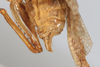 CollectionObject 1505571; b60adc6f-c0f9-4213-8d9c-0cf67bc8d262: female, lateral view (holotype). (CollectionObject).