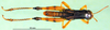 CollectionObject 1502276; 62f34ee0-68e8-4df0-bbee-89e939cd6d90: male, dorsal view (syntype). (CollectionObject).