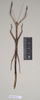 CollectionObject 1559453; 578e9e2a-4691-4089-8e01-37838b64286b: copyright Natural History Museum, London. female (paratype). (CollectionObject).;CollectionObject 1559454; ebecc9ec-62c2-4dee-968b-3db0f117c7ff: copyright Natural History Museum, London. female (paratype). (CollectionObject).