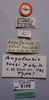 CollectionObject 1527236; 7a88addc-f916-4df8-a6cf-396917b82004: male, labels (holotype). (CollectionObject).